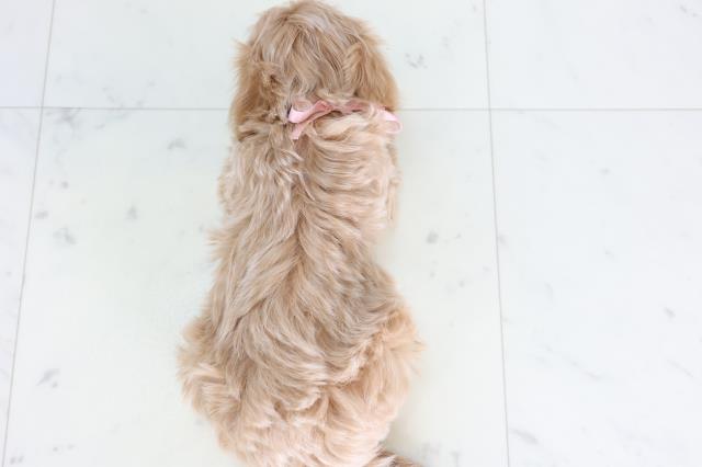 長野県のマルプー(マルチーズ×プードル) (Coo&RIKU長野店/2026年2月8日生まれ/女の子/クリーム)の子犬の4枚目の画像