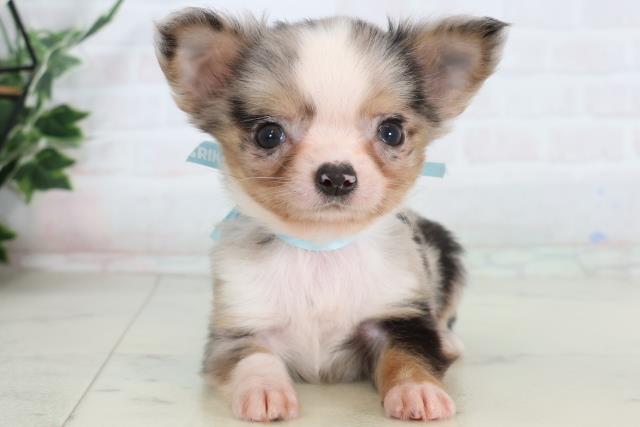 チワワ(ロングコート)