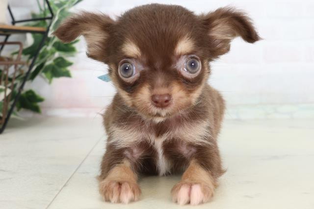 高知県のチワワ(ロング) (Coo&RIKUのいち店/2026年2月4日生まれ/男の子/チョコレートタン)の子犬の1枚目の画像