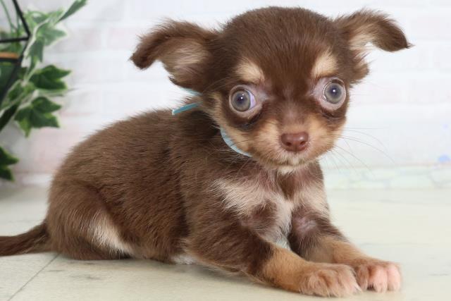 高知県のチワワ(ロング) (Coo&RIKUのいち店/2026年2月4日生まれ/男の子/チョコレートタン)の子犬の2枚目の画像