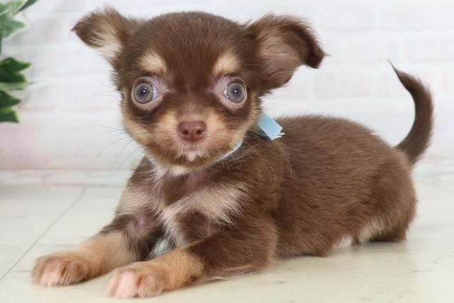 高知県のチワワ(ロング) (Coo&RIKUのいち店/2026年2月4日生まれ/男の子/チョコレートタン)の子犬の3枚目の画像