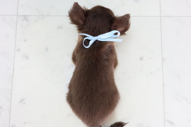 高知県のチワワ(ロング) (Coo&RIKUのいち店/2026年2月4日生まれ/男の子/チョコレートタン)の子犬の4枚目の画像