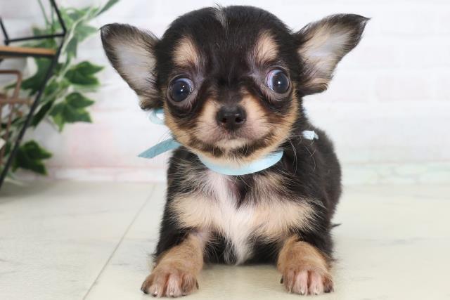 広島県のチワワ(ロング) (Coo&RIKU広島中央店/2026年2月4日生まれ/男の子/ブラックタンホワイト)の子犬の1枚目の画像