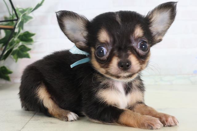 広島県のチワワ(ロング) (Coo&RIKU広島中央店/2026年2月4日生まれ/男の子/ブラックタンホワイト)の子犬の2枚目の画像