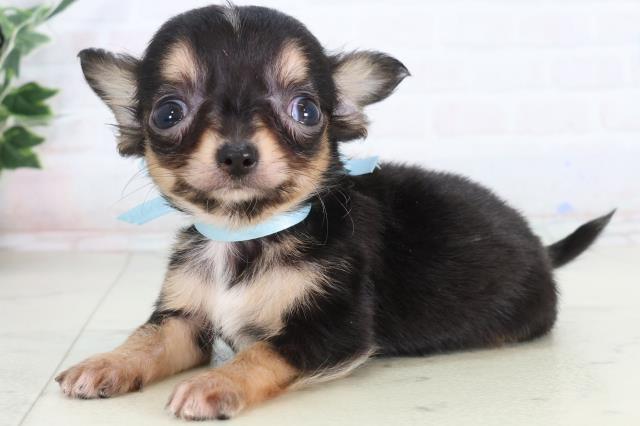 広島県のチワワ(ロング) (Coo&RIKU広島中央店/2026年2月4日生まれ/男の子/ブラックタンホワイト)の子犬の3枚目の画像