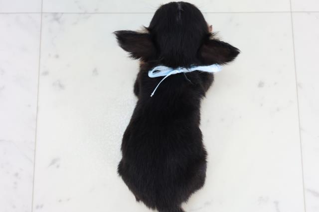 広島県のチワワ(ロング) (Coo&RIKU広島中央店/2026年2月4日生まれ/男の子/ブラックタンホワイト)の子犬の4枚目の画像