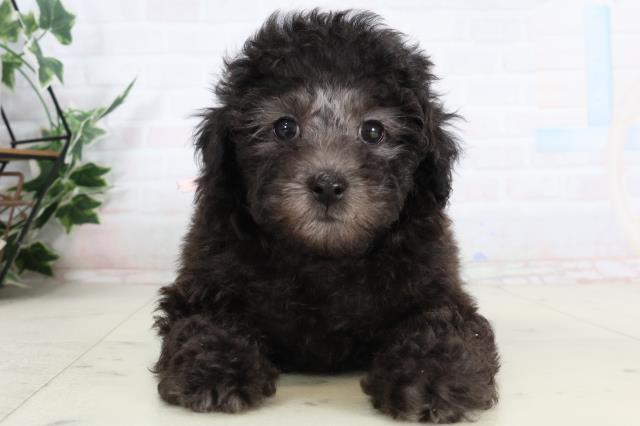 広島県のトイプードル(トイ) (Coo&RIKU広島北店/2026年2月4日生まれ/女の子/シルバー)の子犬の1枚目の画像