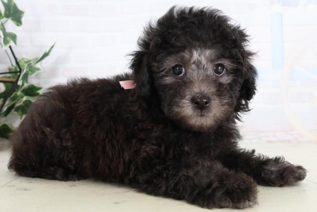 広島県のトイプードル(トイ) (Coo&RIKU広島北店/2026年2月4日生まれ/女の子/シルバー)の子犬の2枚目の画像