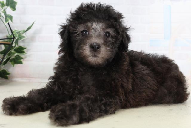 広島県のトイプードル(トイ) (Coo&RIKU広島北店/2026年2月4日生まれ/女の子/シルバー)の子犬の3枚目の画像