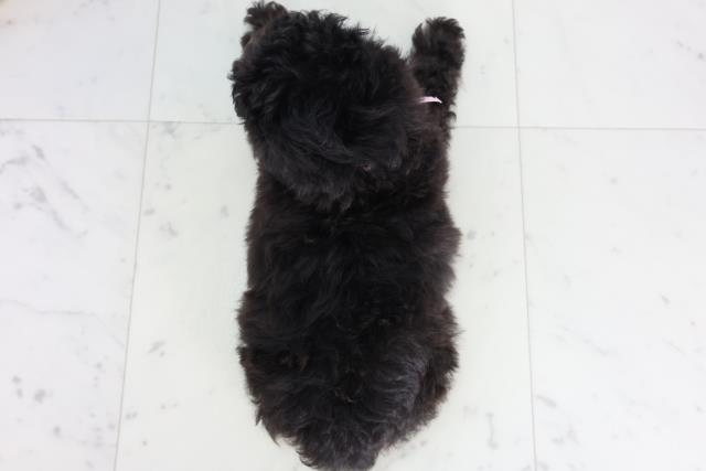 広島県のトイプードル(トイ) (Coo&RIKU広島北店/2026年2月4日生まれ/女の子/シルバー)の子犬の4枚目の画像