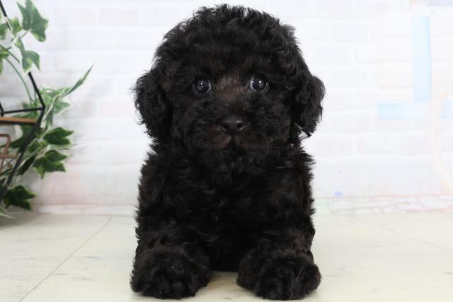 沖縄県のトイプードル(トイ) (Coo&RIKU沖縄浦添店/2026年2月4日生まれ/女の子/ブラック)の子犬の1枚目の画像