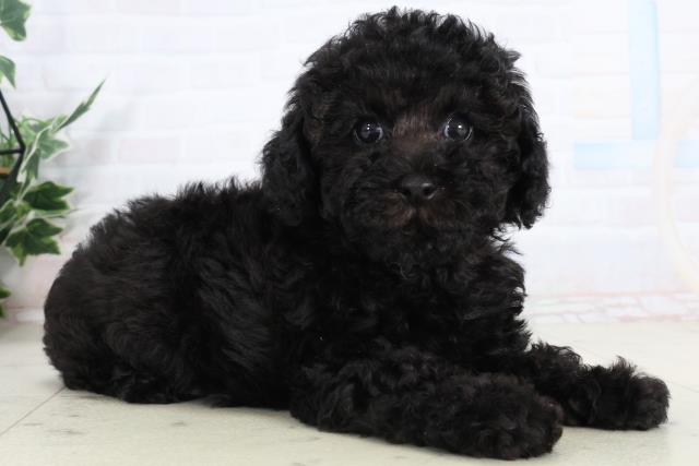 沖縄県のトイプードル(トイ) (Coo&RIKU沖縄浦添店/2026年2月4日生まれ/女の子/ブラック)の子犬の2枚目の画像