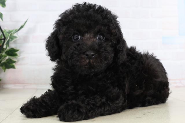 沖縄県のトイプードル(トイ) (Coo&RIKU沖縄浦添店/2026年2月4日生まれ/女の子/ブラック)の子犬の3枚目の画像