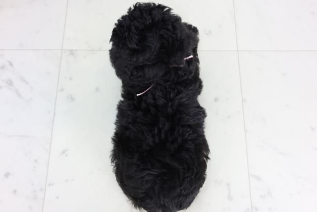 沖縄県のトイプードル(トイ) (Coo&RIKU沖縄浦添店/2026年2月4日生まれ/女の子/ブラック)の子犬の4枚目の画像