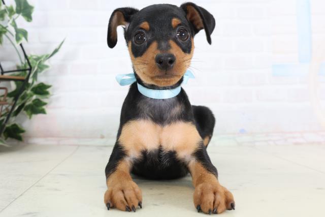 鳥取県のミニチュアピンシャー (Coo&RIKUラ・ムー鳥取東店/2026年2月4日生まれ/男の子/ブラックタン)の子犬