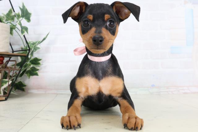 北海道のミニチュアピンシャー (Coo&RIKU北見店/2026年2月4日生まれ/女の子/ブラックタン)の子犬の1枚目の画像