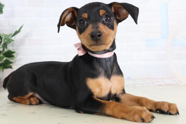 北海道のミニチュアピンシャー (Coo&RIKU北見店/2026年2月4日生まれ/女の子/ブラックタン)の子犬の2枚目の画像