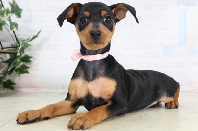 北海道のミニチュアピンシャー (Coo&RIKU北見店/2026年2月4日生まれ/女の子/ブラックタン)の子犬の3枚目の画像