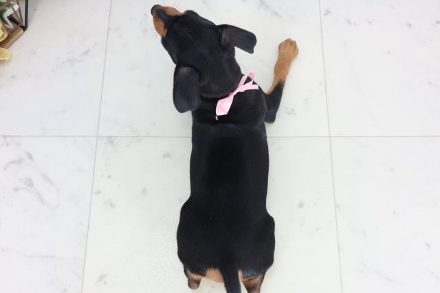 北海道のミニチュアピンシャー (Coo&RIKU北見店/2026年2月4日生まれ/女の子/ブラックタン)の子犬の4枚目の画像