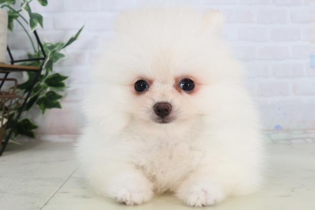 岡山県のポメラニアン (Coo&RIKU岡山店/2026年2月4日生まれ/男の子/クリーム)の子犬の1枚目の画像