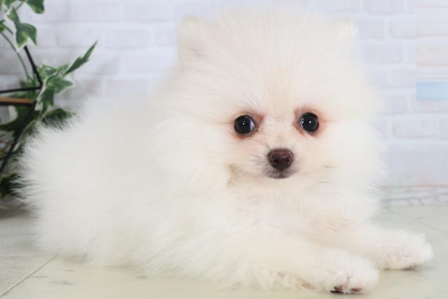 岡山県のポメラニアン (Coo&RIKU岡山店/2026年2月4日生まれ/男の子/クリーム)の子犬の2枚目の画像