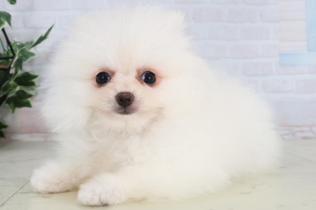 岡山県のポメラニアン (Coo&RIKU岡山店/2026年2月4日生まれ/男の子/クリーム)の子犬の3枚目の画像