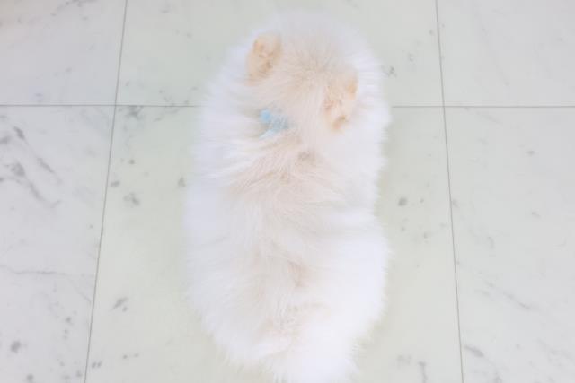 岡山県のポメラニアン (Coo&RIKU岡山店/2026年2月4日生まれ/男の子/クリーム)の子犬の4枚目の画像