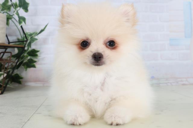 長野県のポメラニアン (Coo&RIKU綿半上田店/2026年2月4日生まれ/男の子/クリーム)の子犬の1枚目の画像