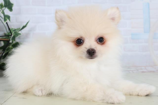 長野県のポメラニアン (Coo&RIKU綿半上田店/2026年2月4日生まれ/男の子/クリーム)の子犬の2枚目の画像