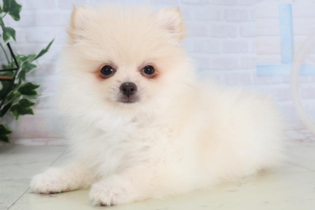 長野県のポメラニアン (Coo&RIKU綿半上田店/2026年2月4日生まれ/男の子/クリーム)の子犬の3枚目の画像