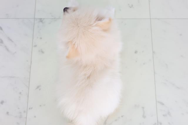 長野県のポメラニアン (Coo&RIKU綿半上田店/2026年2月4日生まれ/男の子/クリーム)の子犬の4枚目の画像