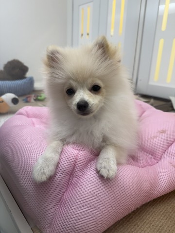 長野県のポメラニアン (Coo&RIKU綿半上田店/2026年2月4日生まれ/男の子/クリーム)の子犬の4枚目の画像