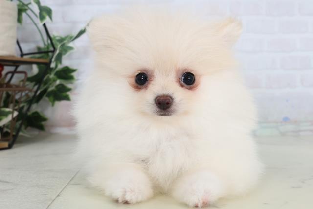 長野県のポメラニアン (Coo&RIKU綿半権堂店/2026年2月4日生まれ/女の子/クリーム)の子犬の1枚目の画像