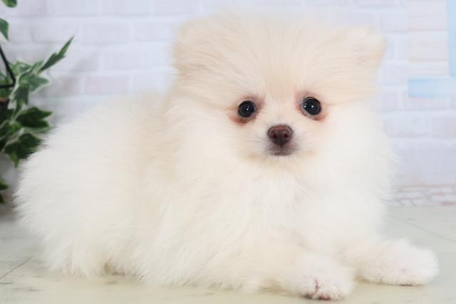 長野県のポメラニアン (Coo&RIKU綿半権堂店/2026年2月4日生まれ/女の子/クリーム)の子犬の2枚目の画像