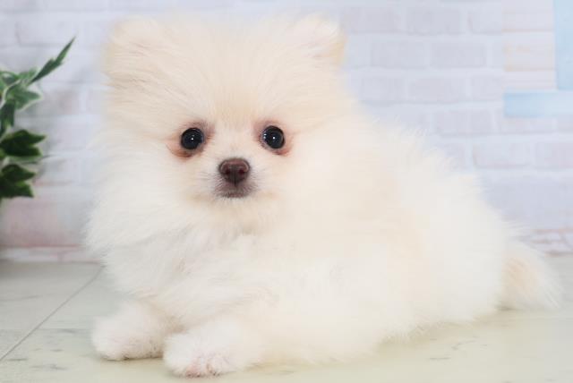 長野県のポメラニアン (Coo&RIKU綿半権堂店/2026年2月4日生まれ/女の子/クリーム)の子犬の3枚目の画像