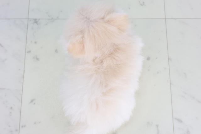 長野県のポメラニアン (Coo&RIKU綿半権堂店/2026年2月4日生まれ/女の子/クリーム)の子犬の4枚目の画像