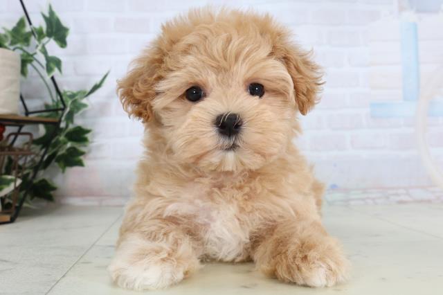 新潟県のマルプー(マルチーズ×プードル) (Coo&RIKUイオンモール新発田店/2026年2月7日生まれ/女の子/アプリコット)の子犬の1枚目の画像