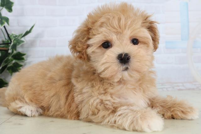 新潟県のマルプー(マルチーズ×プードル) (Coo&RIKUイオンモール新発田店/2026年2月7日生まれ/女の子/アプリコット)の子犬の2枚目の画像