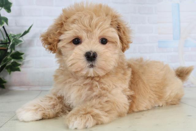 新潟県のマルプー(マルチーズ×プードル) (Coo&RIKUイオンモール新発田店/2026年2月7日生まれ/女の子/アプリコット)の子犬の3枚目の画像