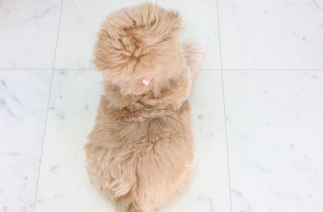 新潟県のマルプー(マルチーズ×プードル) (Coo&RIKUイオンモール新発田店/2026年2月7日生まれ/女の子/アプリコット)の子犬の4枚目の画像