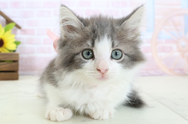 佐賀県のサイベリアン (Coo&RIKU佐賀神埼店/2026年1月24日生まれ/女の子/ブルーパッチドタビーホワイト)の子猫