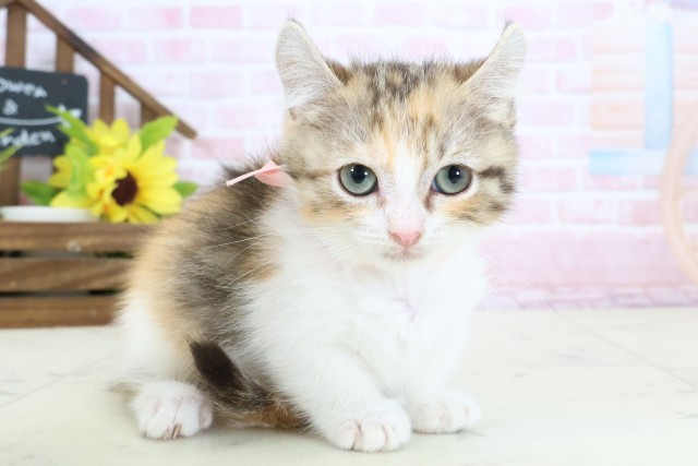 福岡県のキンカロー (Coo&RIKU大牟田店/2026年1月14日生まれ/女の子/トービーホワイト)の子猫の2枚目の画像