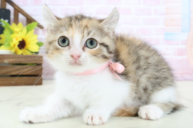 福岡県のキンカロー (Coo&RIKU大牟田店/2026年1月14日生まれ/女の子/トービーホワイト)の子猫の3枚目の画像