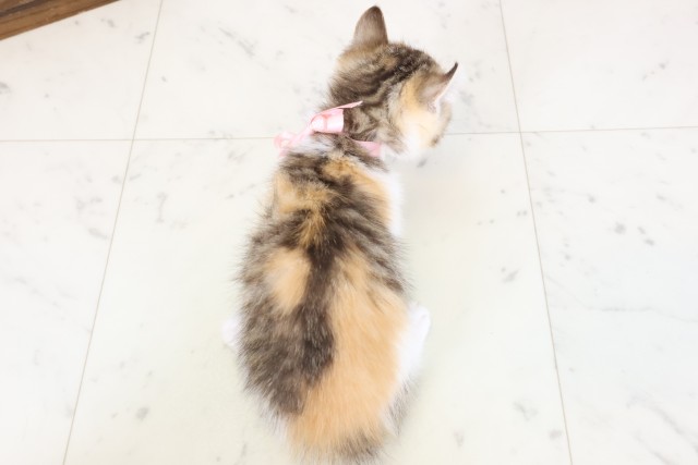 福岡県のキンカロー (Coo&RIKU大牟田店/2026年1月14日生まれ/女の子/トービーホワイト)の子猫の4枚目の画像