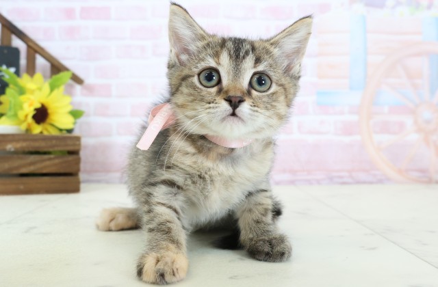 熊本県のキンカロー (Coo&RIKU熊本店/2026年1月21日生まれ/女の子/ブラウンパッチドタビー)の子猫