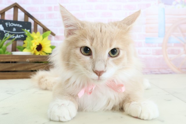 ノルウェージャン・フォレストキャット