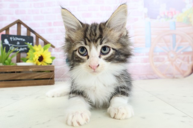 ノルウェージャン・フォレストキャット