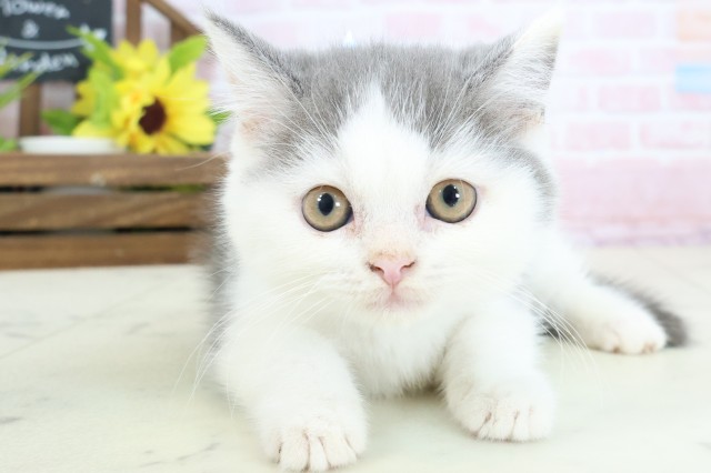 岡山県のブリティッシュショートヘアー (Coo&RIKU岡山店/2026年1月11日生まれ/男の子/ブルーホワイト)の子猫の1枚目の画像
