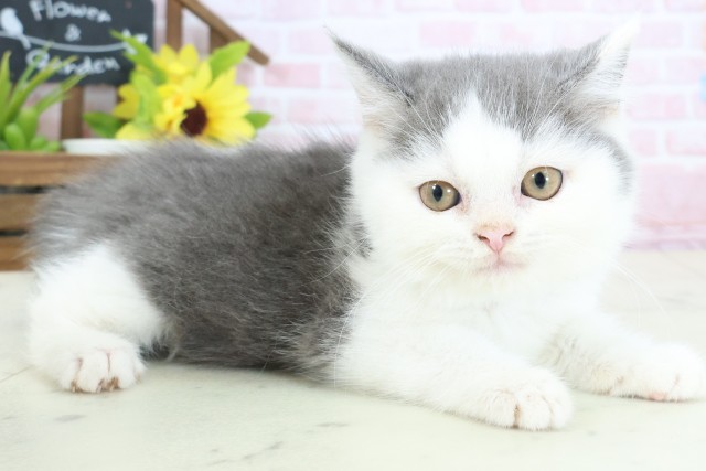 岡山県のブリティッシュショートヘアー (Coo&RIKU岡山店/2026年1月11日生まれ/男の子/ブルーホワイト)の子猫の2枚目の画像