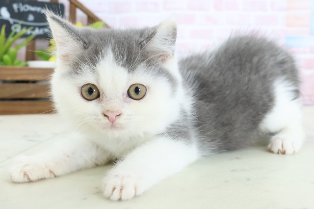 岡山県のブリティッシュショートヘアー (Coo&RIKU岡山店/2026年1月11日生まれ/男の子/ブルーホワイト)の子猫の3枚目の画像